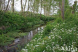 Large Bitter-cress (Cardamine amara)