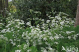 Large Bitter-cress (Cardamine amara)