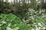 Large Bitter-cress (Cardamine amara)