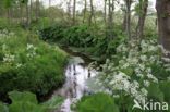 Large Bitter-cress (Cardamine amara)