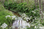 Large Bitter-cress (Cardamine amara)