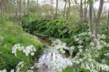 Bittere veldkers (Cardamine amara)