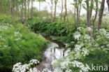 Large Bitter-cress (Cardamine amara)