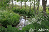 Bittere veldkers (Cardamine amara)