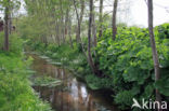 Bittere veldkers (Cardamine amara)