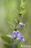 Blauw glidkruid (Scutellaria galericulata)