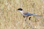 Blauwe Ekster (Cyanopica cyanus)