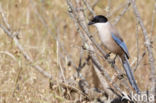 Blauwe Ekster (Cyanopica cyanus)