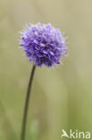 Blauwe knoop (Succisa pratensis)