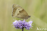 Blauwe knoop (Succisa pratensis)