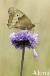 Blauwe knoop (Succisa pratensis)