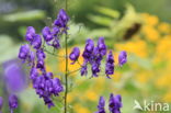 European Monkshood (Aconitum napellus)