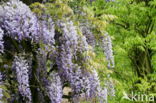 Blauwe regen (Wisteria sinensis)