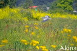 Blauwe Reiger (Ardea cinerea)