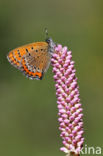 Blauwe vuurvlinder (Lycaena helle)