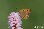 Blauwe vuurvlinder (Lycaena helle)