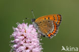 Violet Copper (Lycaena helle)