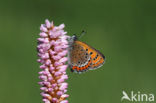 Blauwe vuurvlinder (Lycaena helle)