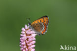 Violet Copper (Lycaena helle)