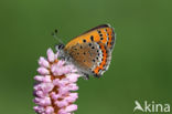 Blauwe vuurvlinder (Lycaena helle)