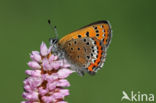 Blauwe vuurvlinder (Lycaena helle)