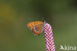 Violet Copper (Lycaena helle)