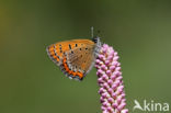 Blauwe vuurvlinder (Lycaena helle)