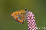 Blauwe vuurvlinder (Lycaena helle)