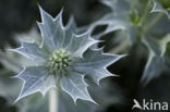 Blauwe zeedistel (Eryngium maritimum)