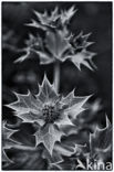 Blauwe zeedistel (Eryngium maritimum)