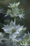 Sea-holly (Eryngium maritimum)