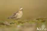 Buff-breasted Sandpiper (Tryngites subruficollis)