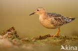 Buff-breasted Sandpiper (Tryngites subruficollis)