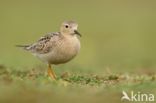 Blonde Ruiter (Tryngites subruficollis)