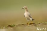 Blonde Ruiter (Tryngites subruficollis)