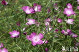 Bolderik (Agrostemma githago)