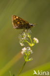 Bont dikkopje (Carterocephalus palaemon)