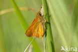 Chequered Skipper (Carterocephalus palaemon)
