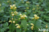 Bonte gele dovenetel (Lamiastrum galeobdolon cv.  Florentinum )