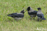 Hooded Crow (Corvus cornix)