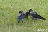 Hooded Crow (Corvus cornix)