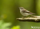 European Pied Flycatcher (Ficedula hypoleuca)