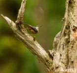 Boomklever (Sitta europaea caesia)