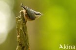 Boomklever (Sitta europaea caesia)