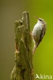 Short-toed Tree Creeper (Certhia brachydactyla)