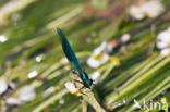 Beautiful Demoiselle (Calopteryx virgo)