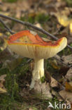 Sickener (Russula emetica f. silvestris)