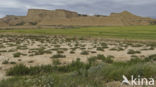 Bárdenas Reales