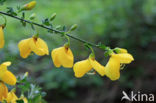 Broom (Cytisus scoparius)