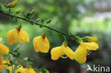 Broom (Cytisus scoparius)